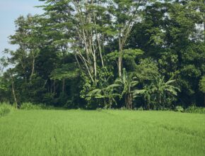 Hamparan sawah hijau di Yogyakarta, ilustrasi KBLI pertanian