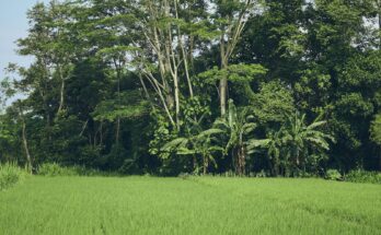 Hamparan sawah hijau di Yogyakarta, ilustrasi KBLI pertanian