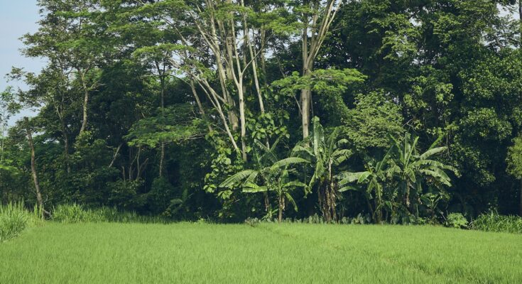 Hamparan sawah hijau di Yogyakarta, ilustrasi KBLI pertanian