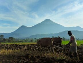 Petani membajak sawah dengan dua sapi di Indonesia, ilustrasi KBLI pupuk dan pertanian