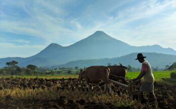 Petani membajak sawah dengan dua sapi di Indonesia, ilustrasi KBLI pupuk dan pertanian