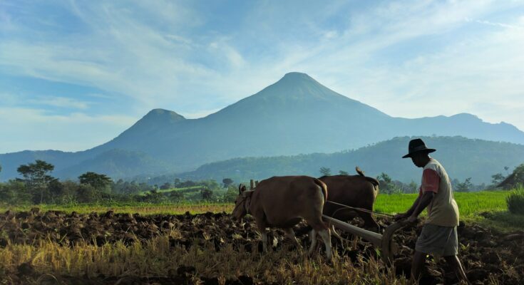 Petani membajak sawah dengan dua sapi di Indonesia, ilustrasi KBLI pupuk dan pertanian